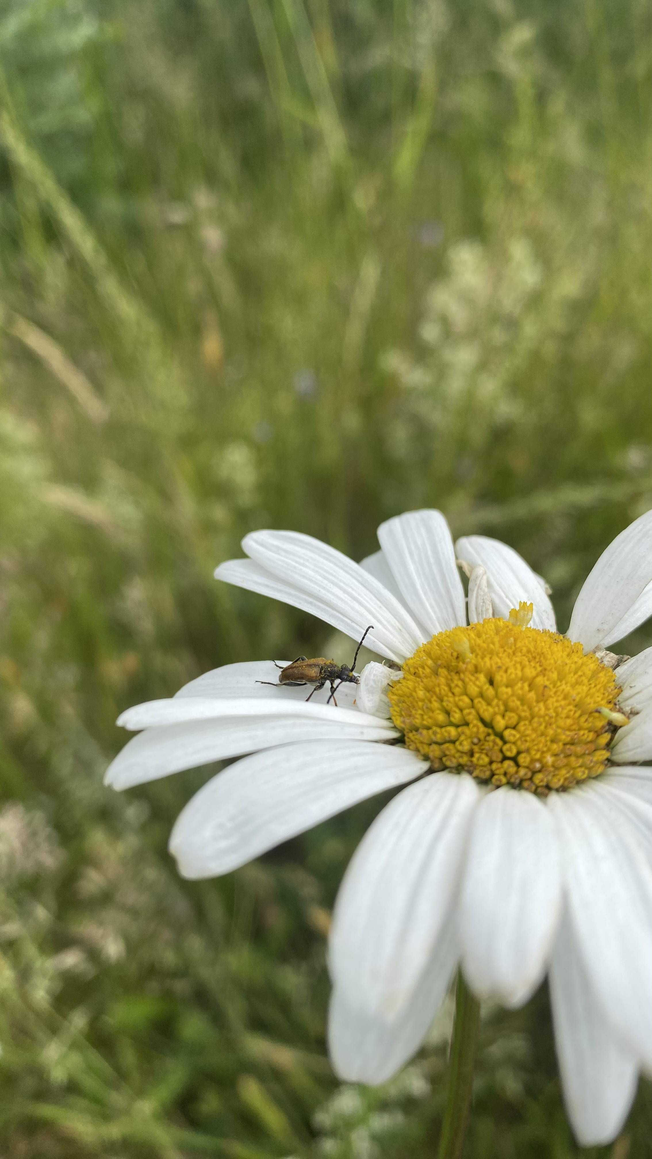 Fatima og den gode gerning